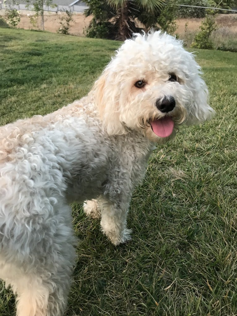 Charlie, a Poodle (Small) and Maltese mix tested with EmbarkVet.com
