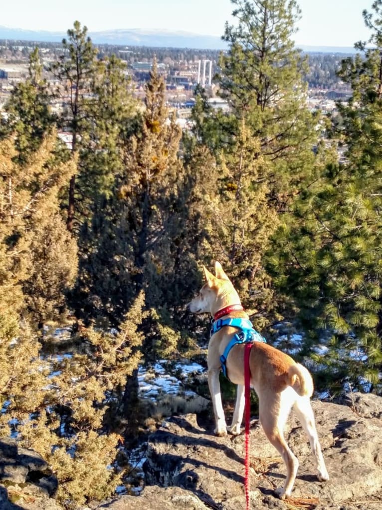 Marvelous Raji, an Indian Indigenous Dog tested with EmbarkVet.com