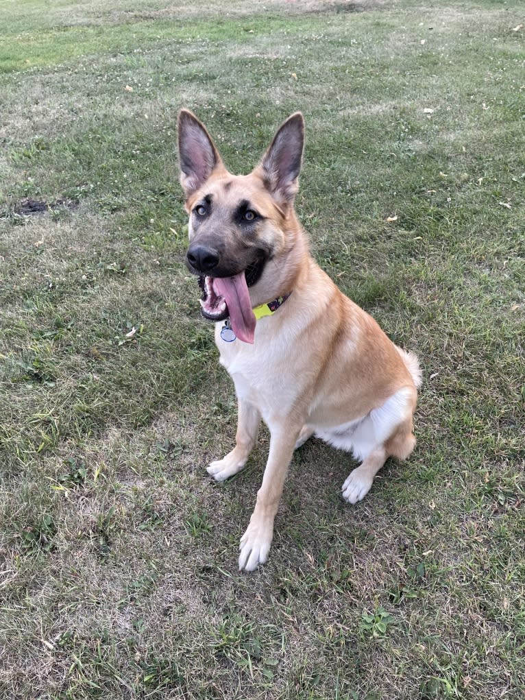 Enzo, a Siberian Husky and German Shepherd Dog mix tested with EmbarkVet.com