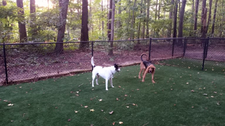 Maile, a Bloodhound tested with EmbarkVet.com