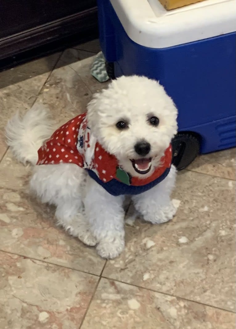 Oz, a Bichon Frise tested with EmbarkVet.com