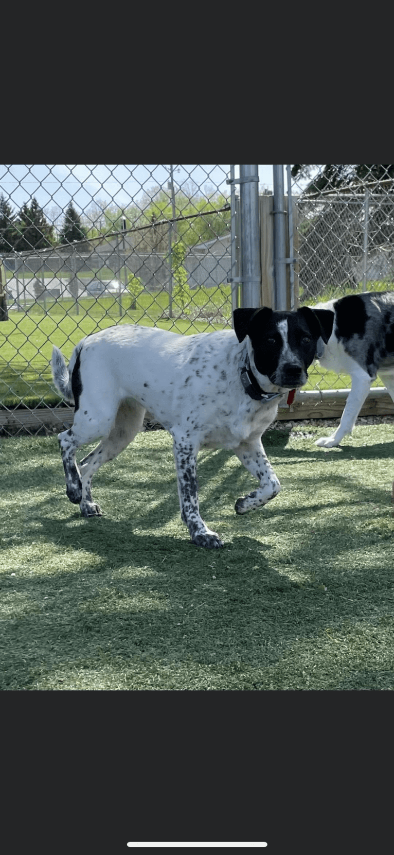Riley, an Australian Cattle Dog and American Pit Bull Terrier mix tested with EmbarkVet.com