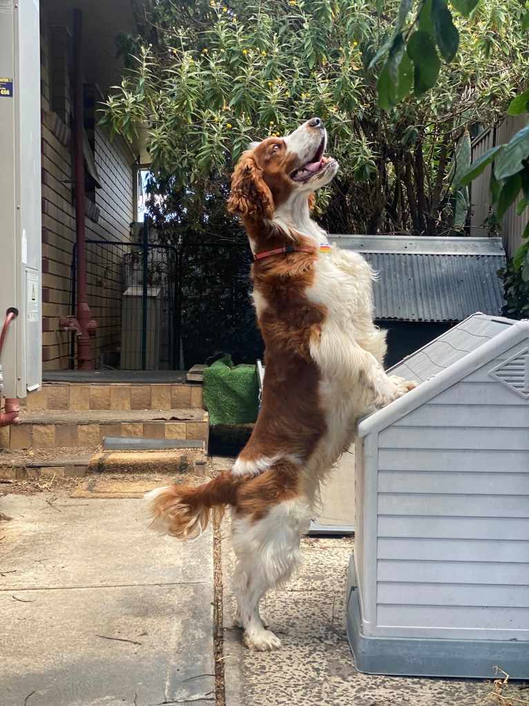 Tazlon Prime Time (Thorn), a Welsh Springer Spaniel tested with EmbarkVet.com