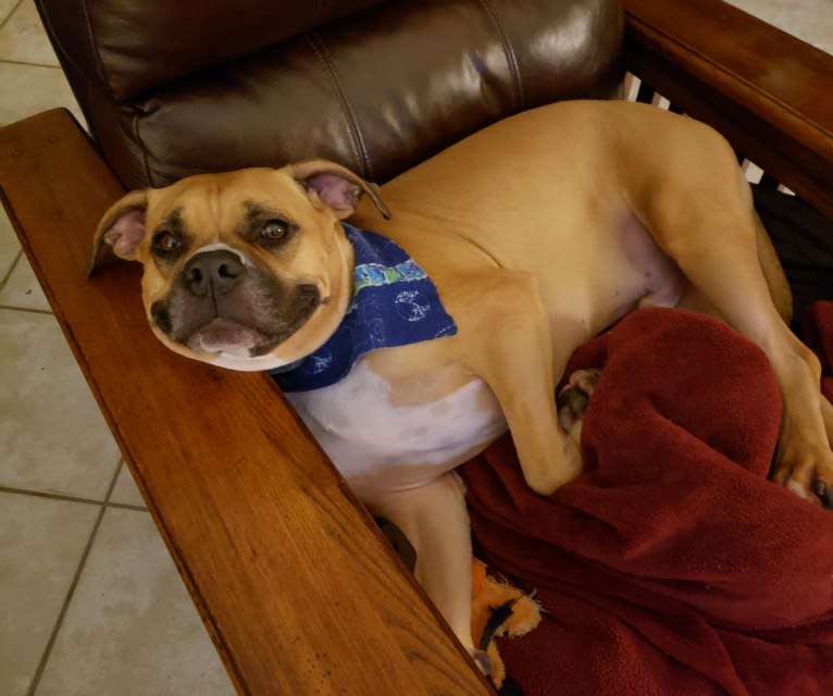 Henry, an American Bully and Bulldog mix tested with EmbarkVet.com