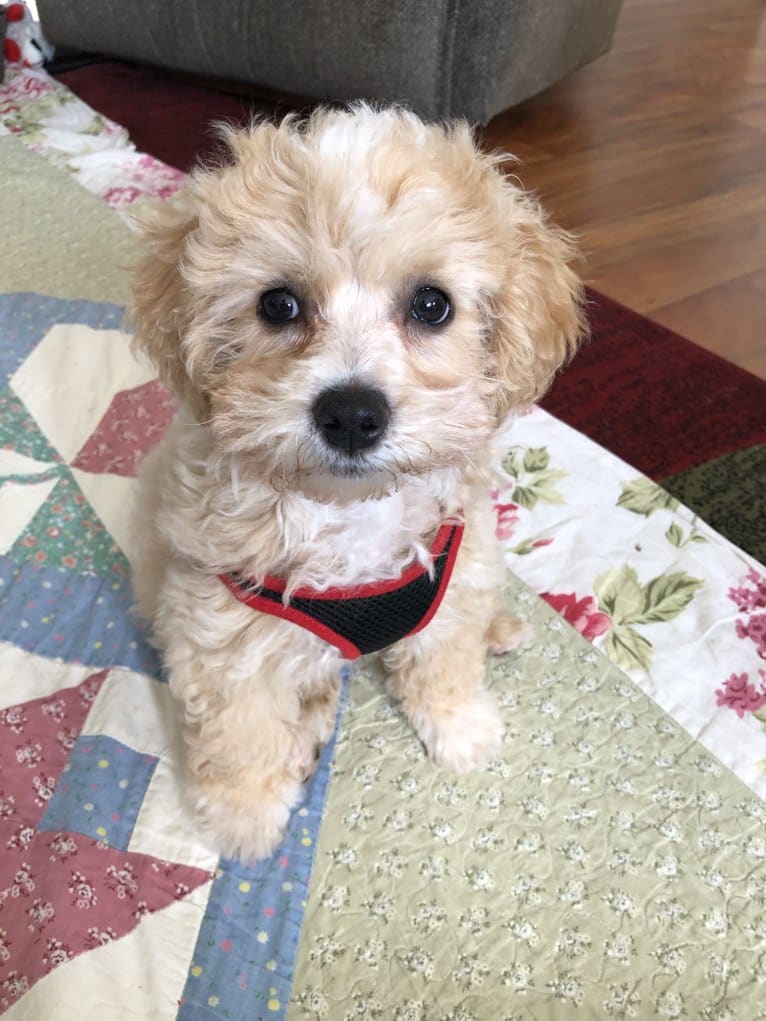 Scooter, a Poodle (Small) and Maltese mix tested with EmbarkVet.com