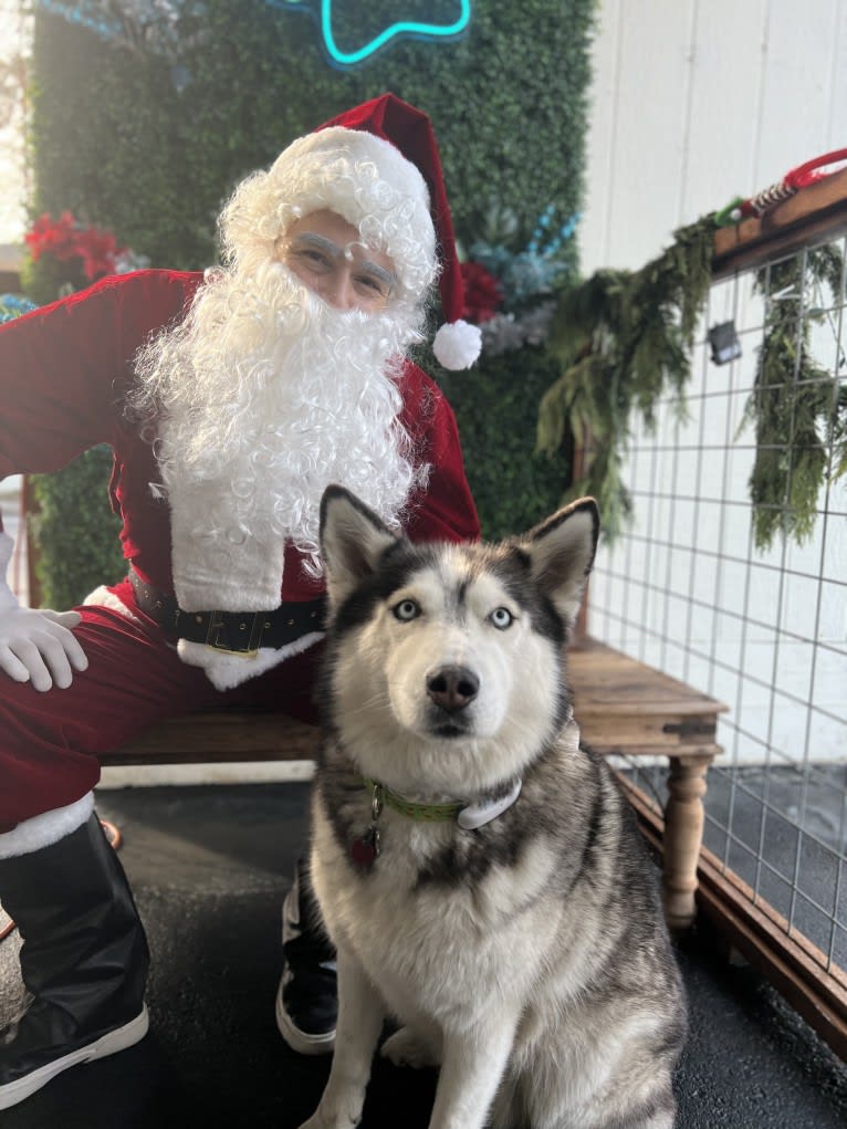 Gus, a Siberian Husky and Alaskan Malamute mix tested with EmbarkVet.com