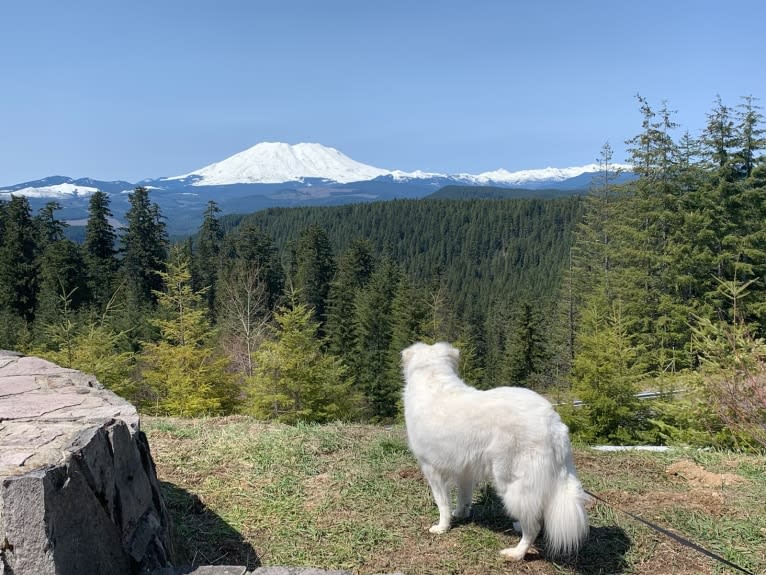 Maci, a Great Pyrenees tested with EmbarkVet.com