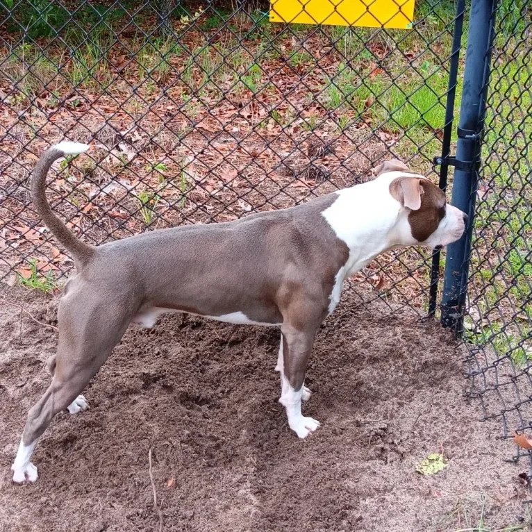 "X" (Dmx), an American Pit Bull Terrier tested with EmbarkVet.com