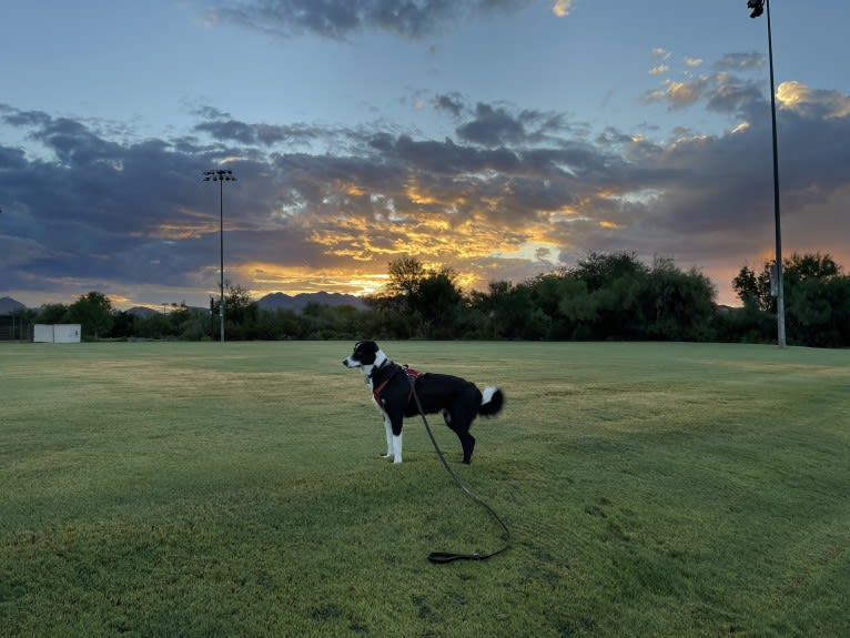 Benjamin, a Border Collie and Australian Shepherd mix tested with EmbarkVet.com