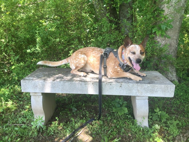 Frost, an Australian Cattle Dog tested with EmbarkVet.com