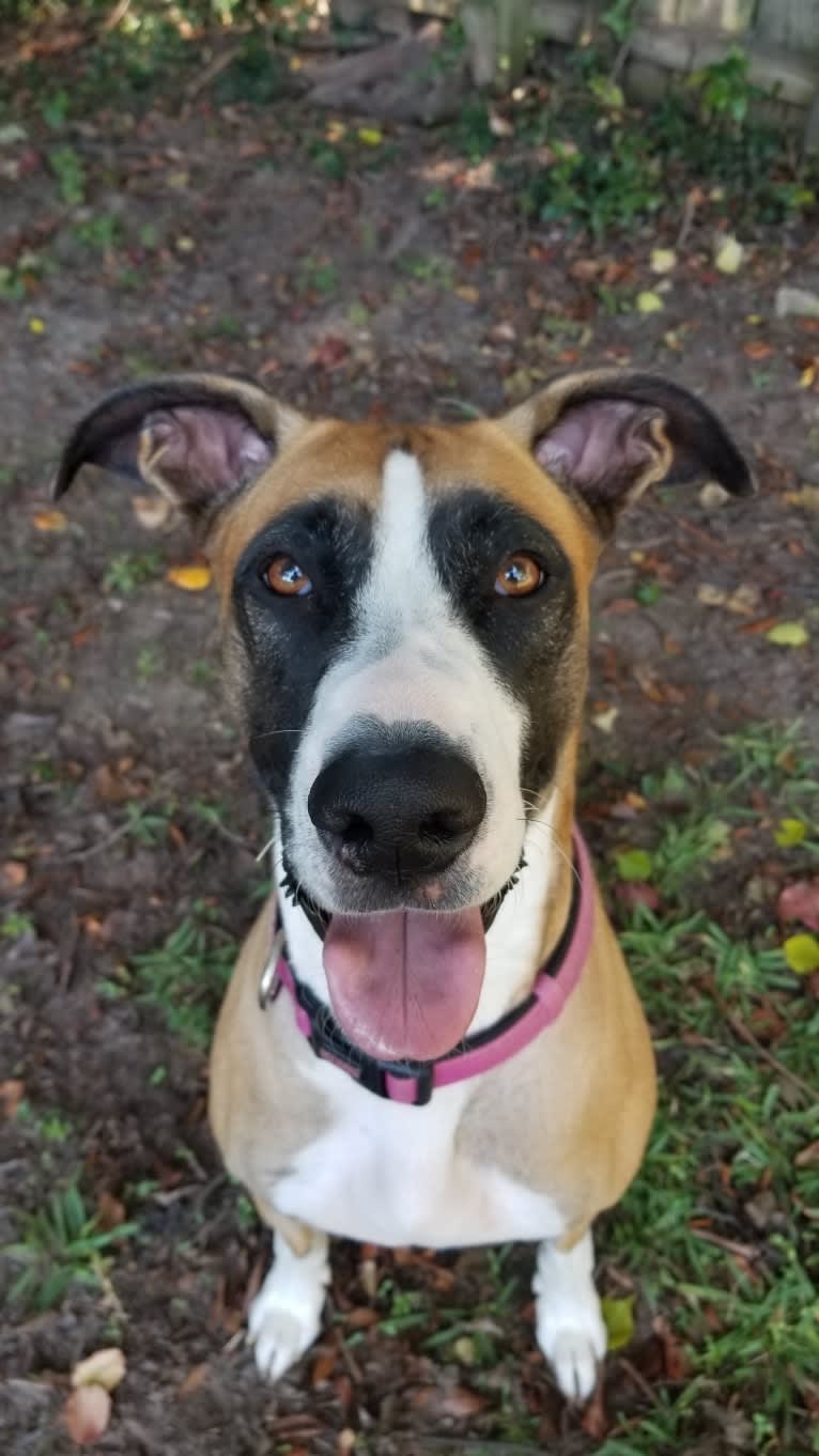 Rizzo, a Great Dane and German Shepherd Dog mix tested with EmbarkVet.com