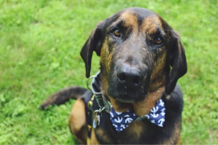 Hendrix, a Bloodhound and Rottweiler mix tested with EmbarkVet.com