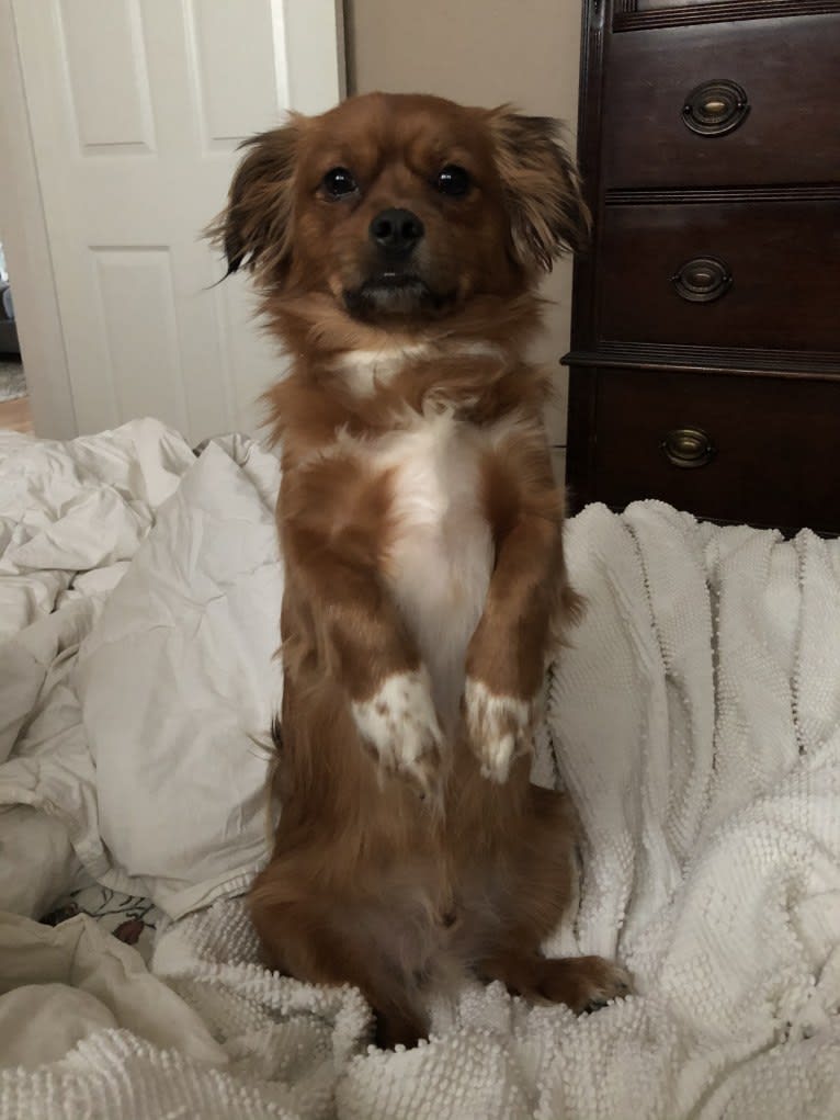 Bear Boombatz, a Pekingese and Chihuahua mix tested with EmbarkVet.com