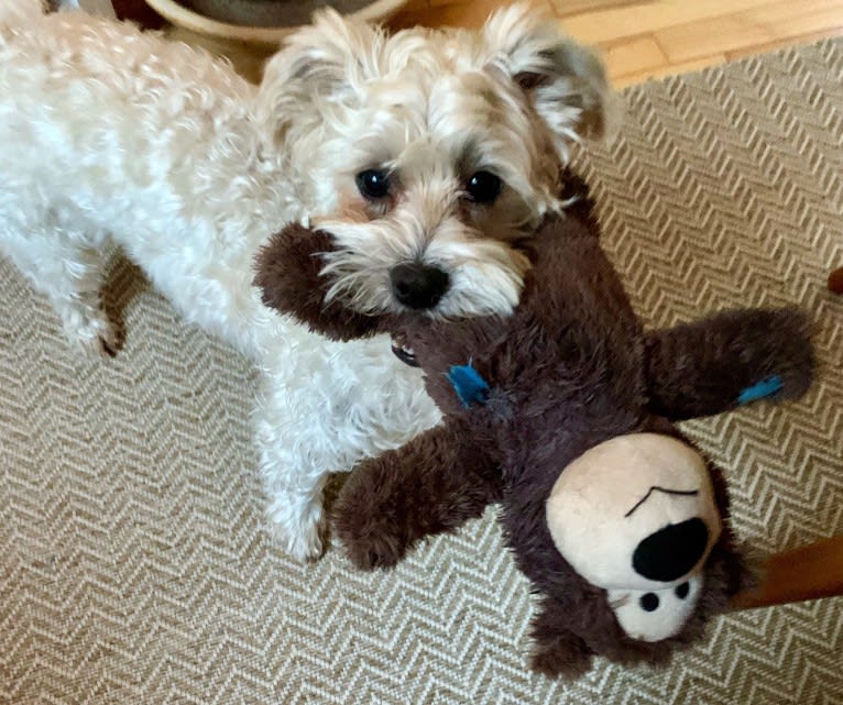 Finley, an American Village Dog and Poodle (Small) mix tested with EmbarkVet.com