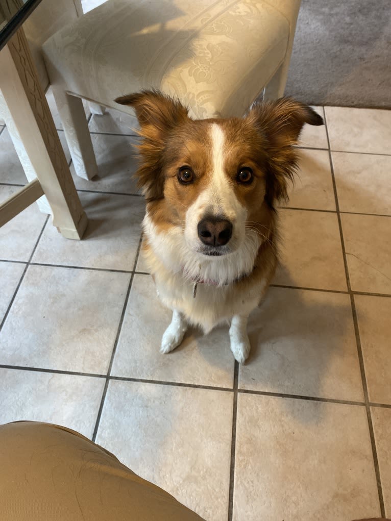 Ailsa, a Border Collie tested with EmbarkVet.com