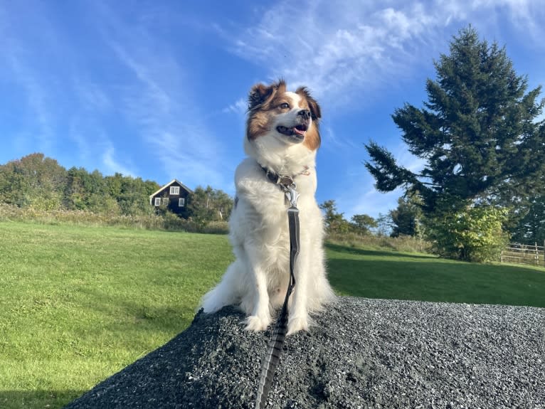 Cooper, an Australian Cattle Dog and Shih Tzu mix tested with EmbarkVet.com