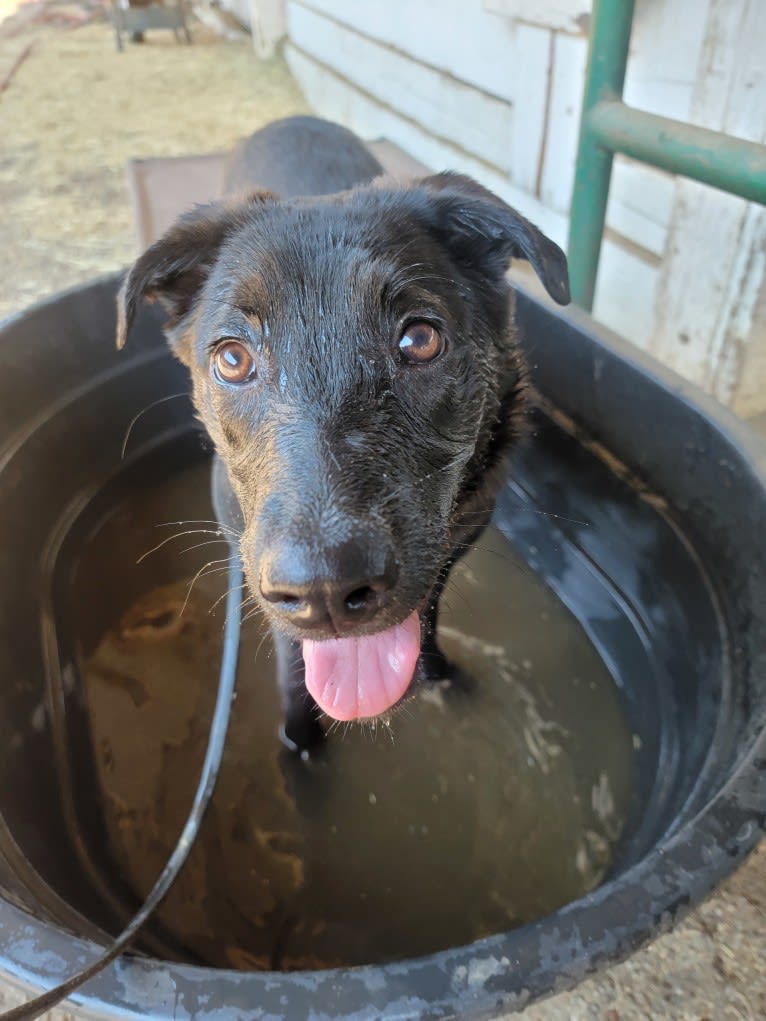 Maya, a Rottweiler and German Shepherd Dog mix tested with EmbarkVet.com