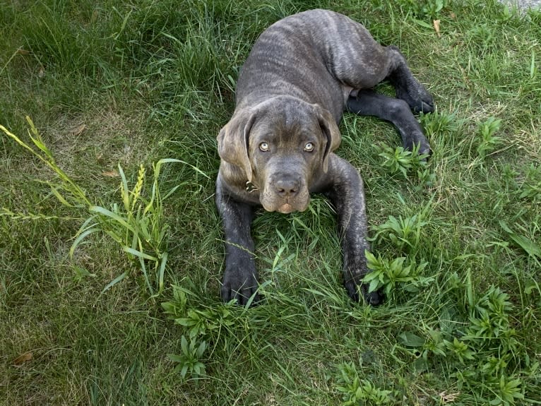 Rocco Roman Hughes, a Cane Corso tested with EmbarkVet.com