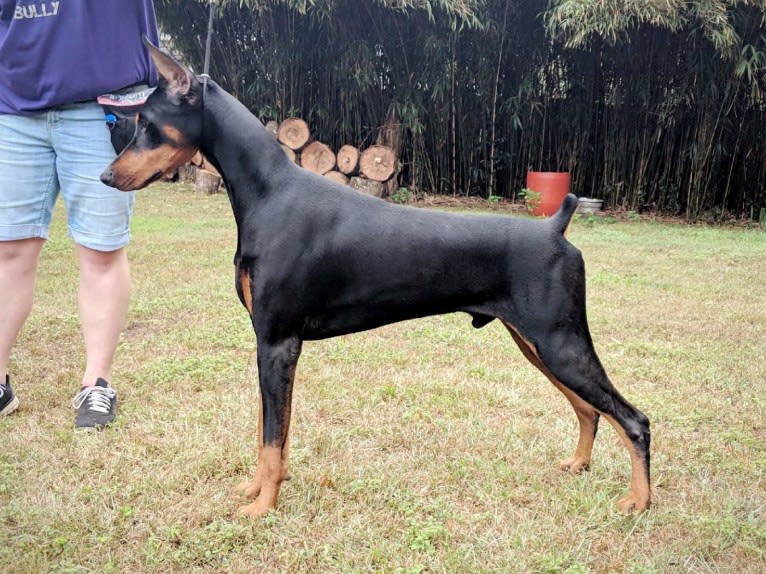 Fate, a Doberman Pinscher tested with EmbarkVet.com