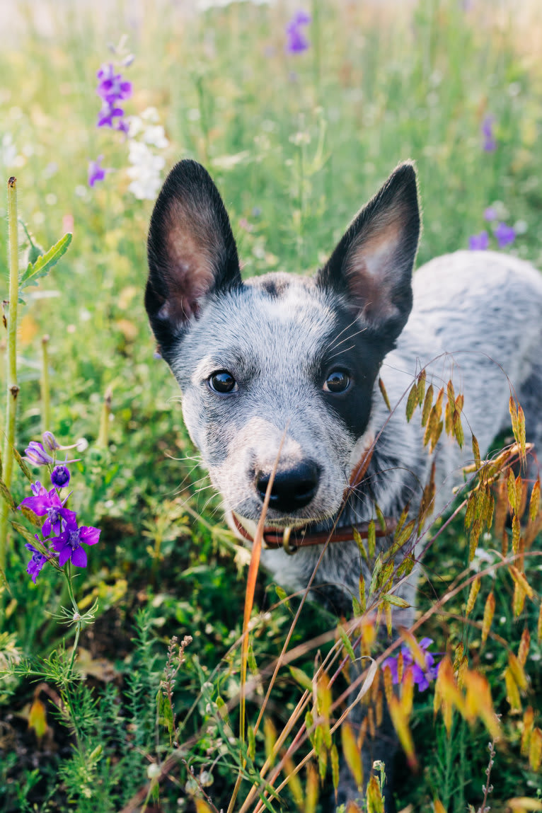 Ranger, an Australian Cattle Dog tested with EmbarkVet.com