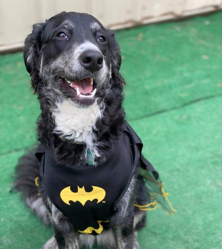 Izzy, a Bernedoodle tested with EmbarkVet.com