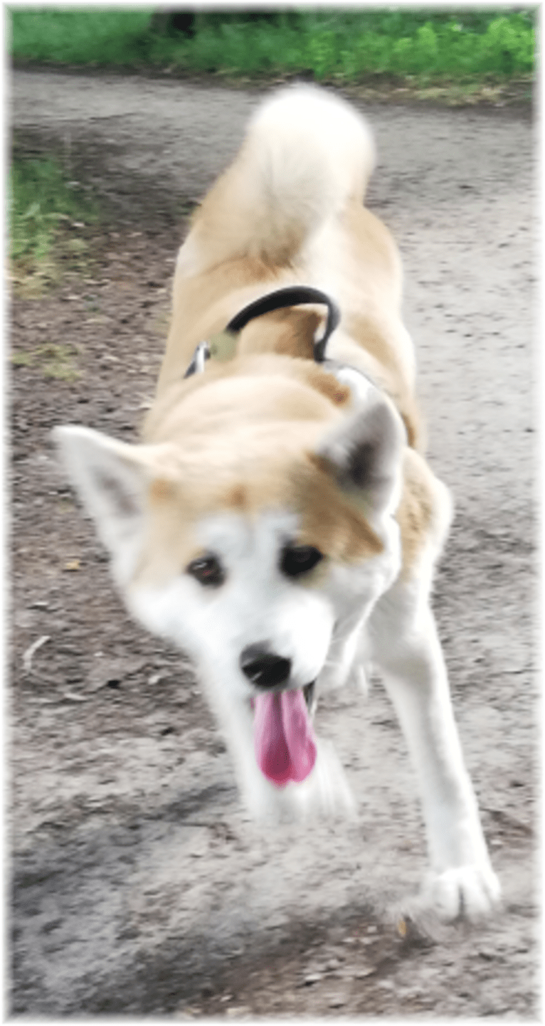 Sita : Akita Inu, an Akita tested with EmbarkVet.com