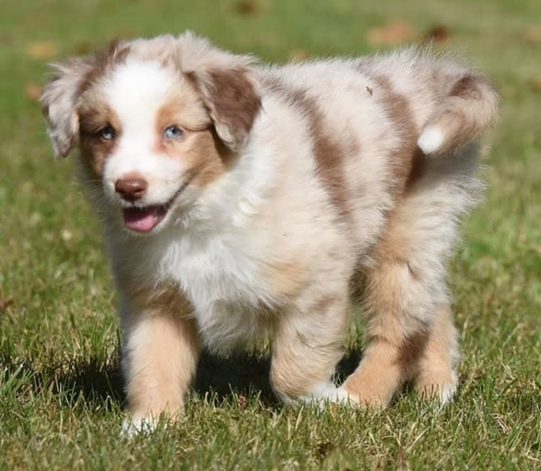 Harrison, an Australian Shepherd and Border Collie mix tested with EmbarkVet.com