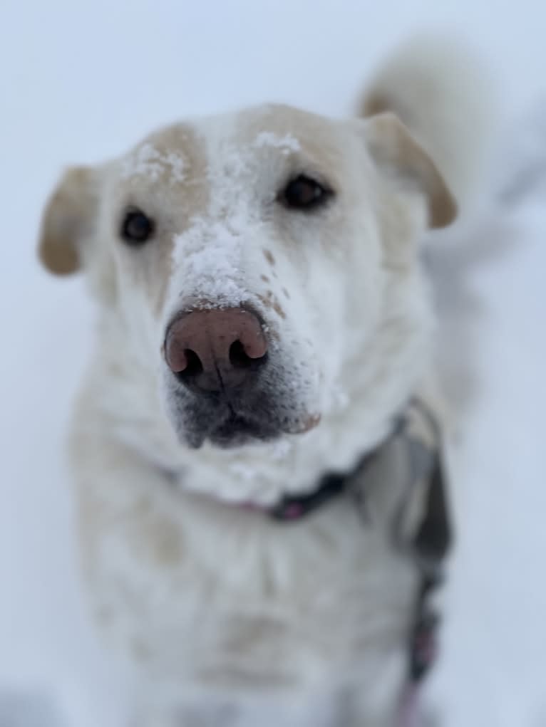 Berty, a Labrador Retriever and American Pit Bull Terrier mix tested with EmbarkVet.com