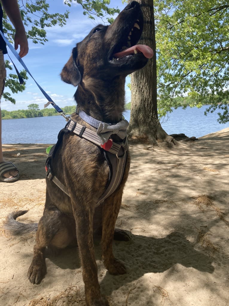 Rascal Fats, a Mountain Cur and Labrador Retriever mix tested with EmbarkVet.com