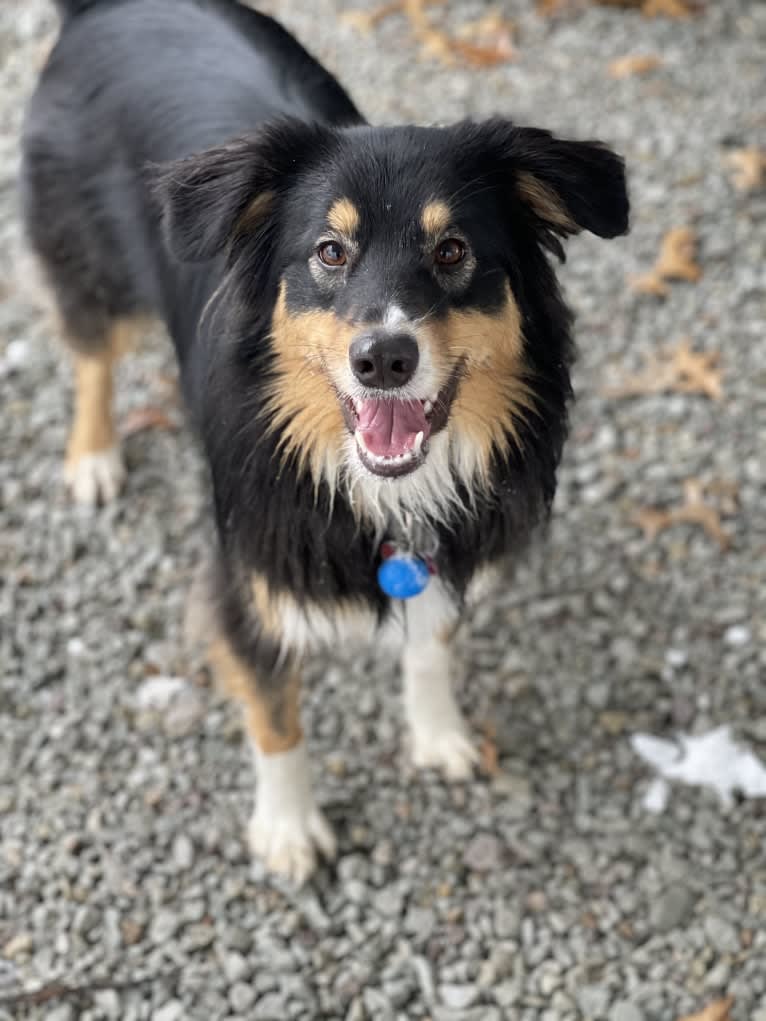 Zoey, an Australian Shepherd and Australian Cattle Dog mix tested with EmbarkVet.com