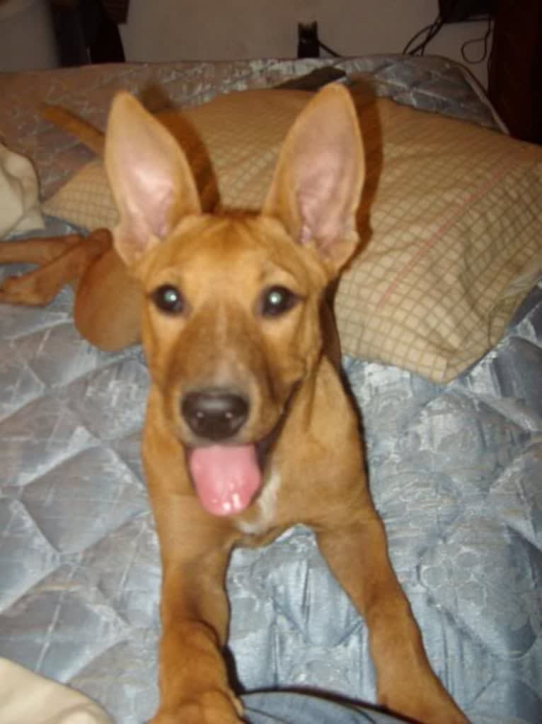 Puppy, an American Pit Bull Terrier and Australian Cattle Dog mix tested with EmbarkVet.com