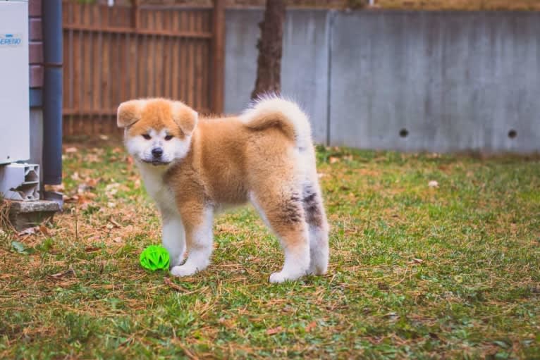 Aki, an Akita tested with EmbarkVet.com