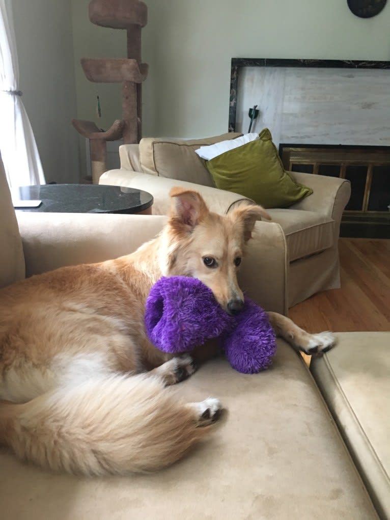 Sadie, a German Shepherd Dog and Golden Retriever mix tested with EmbarkVet.com