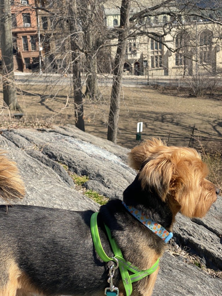 Hakeem, a Yorkshire Terrier tested with EmbarkVet.com