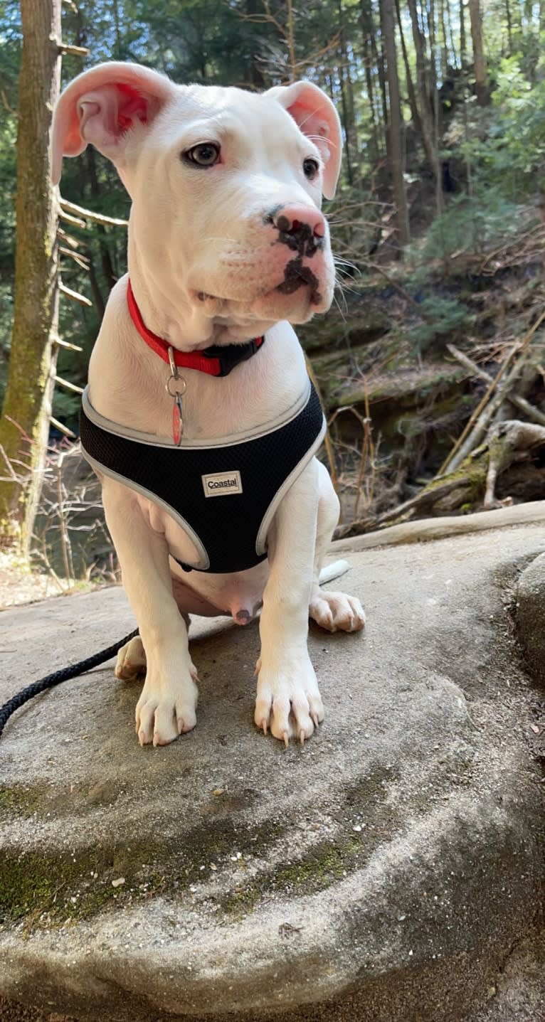 Apollo, an American Pit Bull Terrier and American Staffordshire Terrier mix tested with EmbarkVet.com