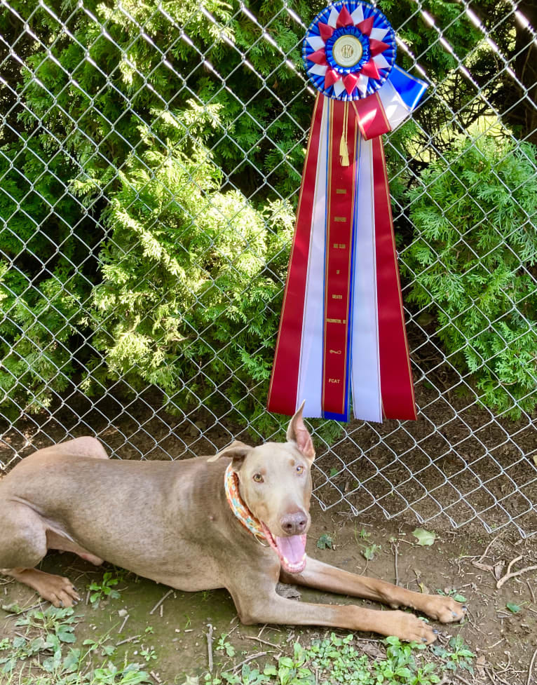 Titan, a Doberman Pinscher tested with EmbarkVet.com