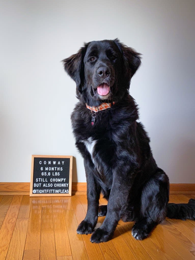 Conway, a Golden Retriever and Great Pyrenees mix tested with EmbarkVet.com