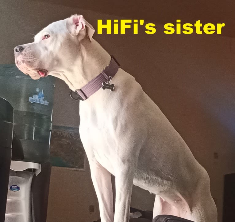 HiFi, a Dogo Argentino tested with EmbarkVet.com