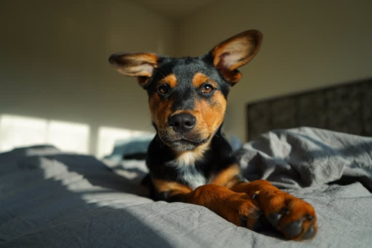 Gimli, an Australian Cattle Dog and Rottweiler mix tested with EmbarkVet.com
