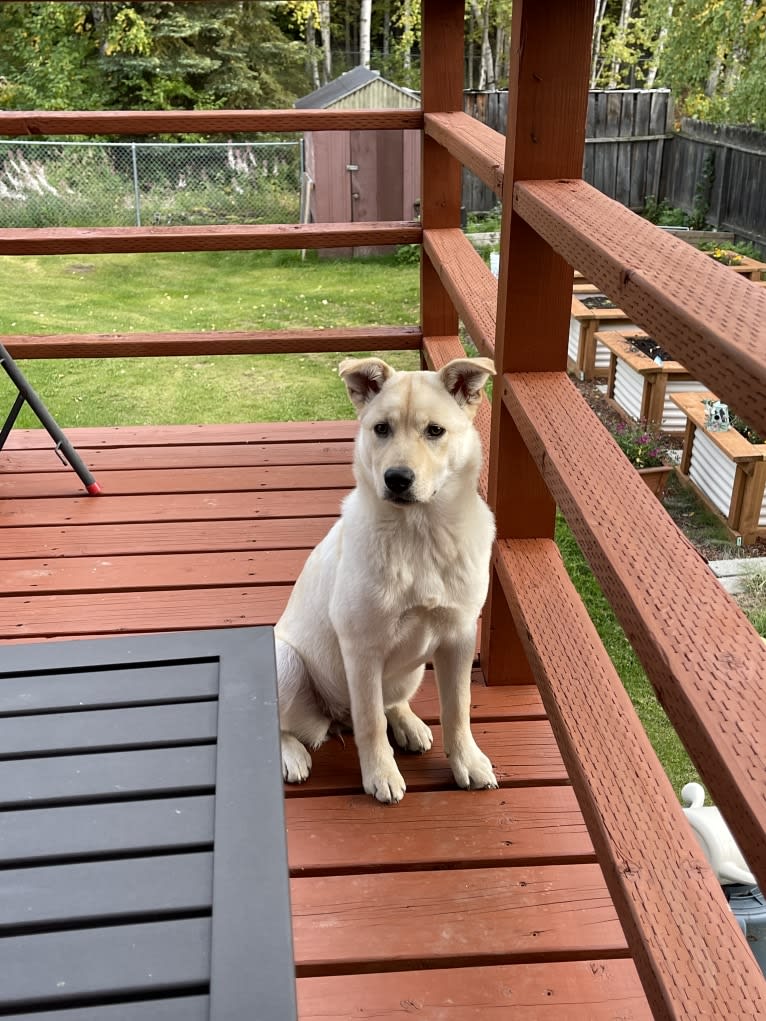 Nala, a Labrador Retriever and Chow Chow mix tested with EmbarkVet.com