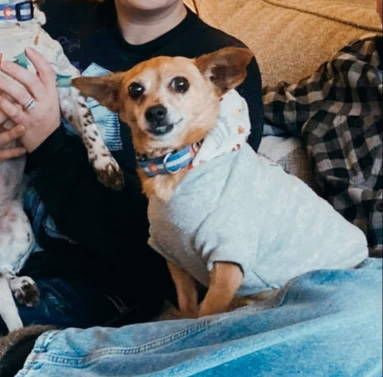 Zero, a Chihuahua and Yorkshire Terrier mix tested with EmbarkVet.com