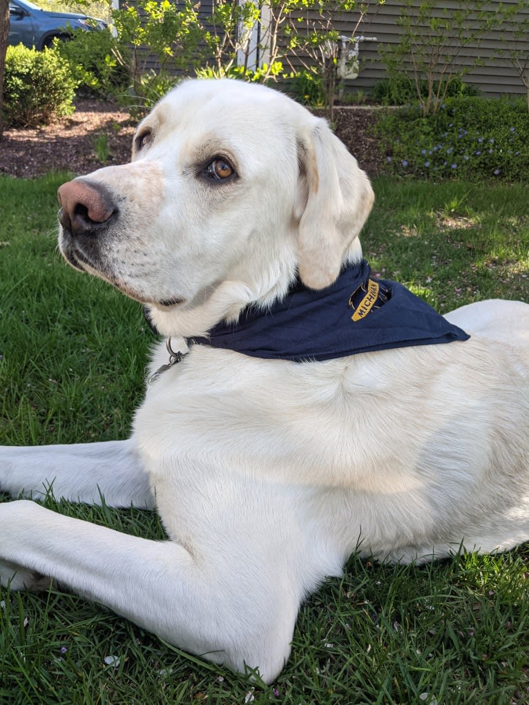 Jack Frost, a Great Pyrenees and Labrador Retriever mix tested with EmbarkVet.com