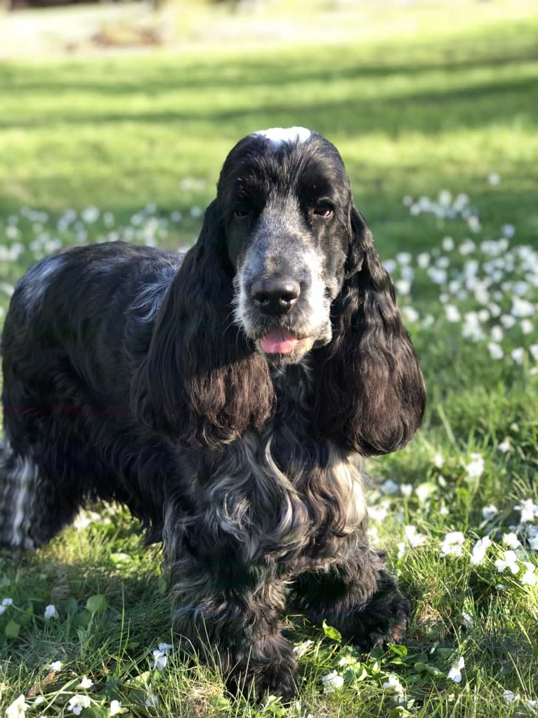 Scout, an English Cocker Spaniel tested with EmbarkVet.com