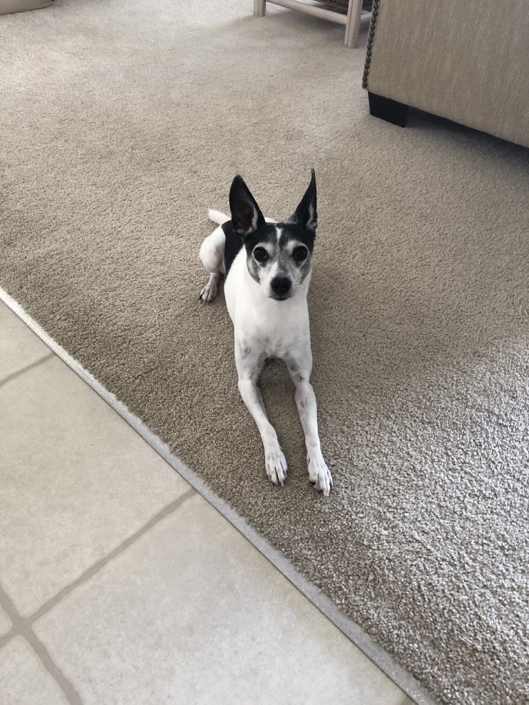 Eddie, a Rat Terrier and Boston Terrier mix tested with EmbarkVet.com