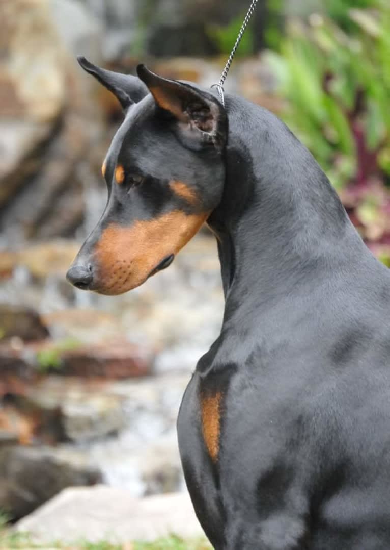 Fate, a Doberman Pinscher tested with EmbarkVet.com