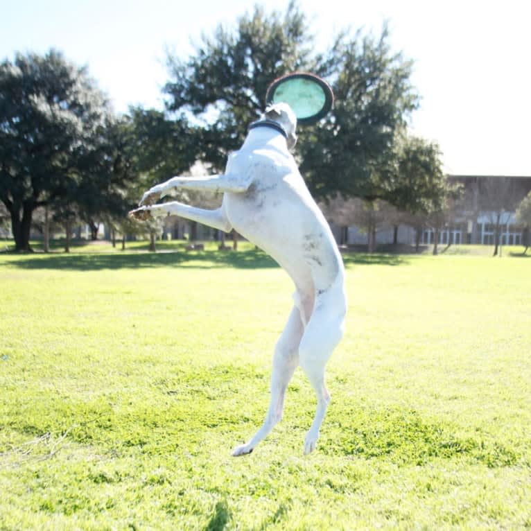 Jack, a Whippet tested with EmbarkVet.com