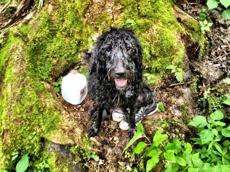 Buckley, a Labradoodle tested with EmbarkVet.com