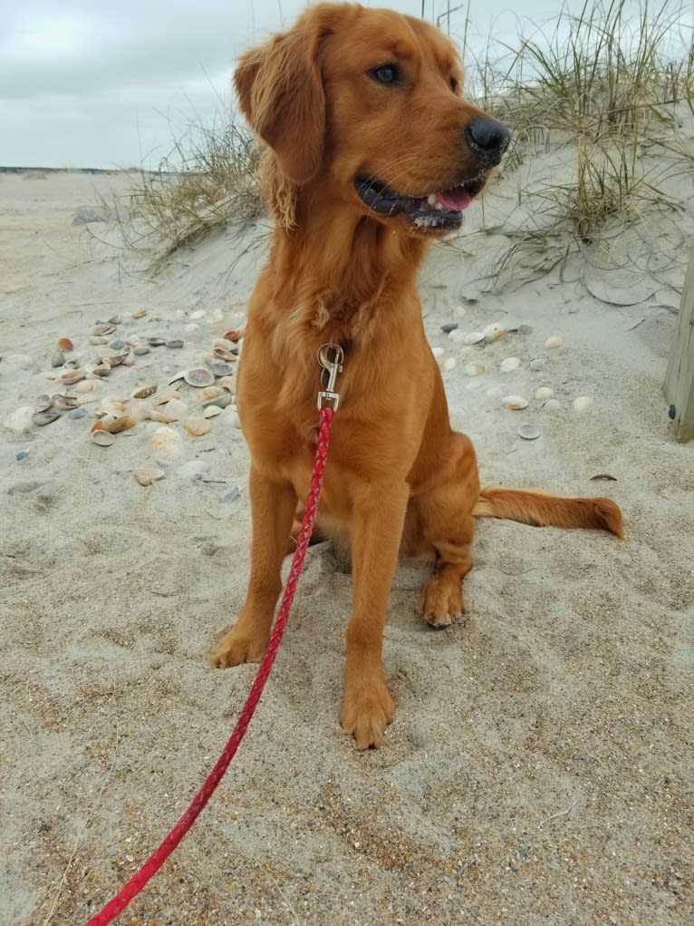 Ron, a Golden Retriever tested with EmbarkVet.com