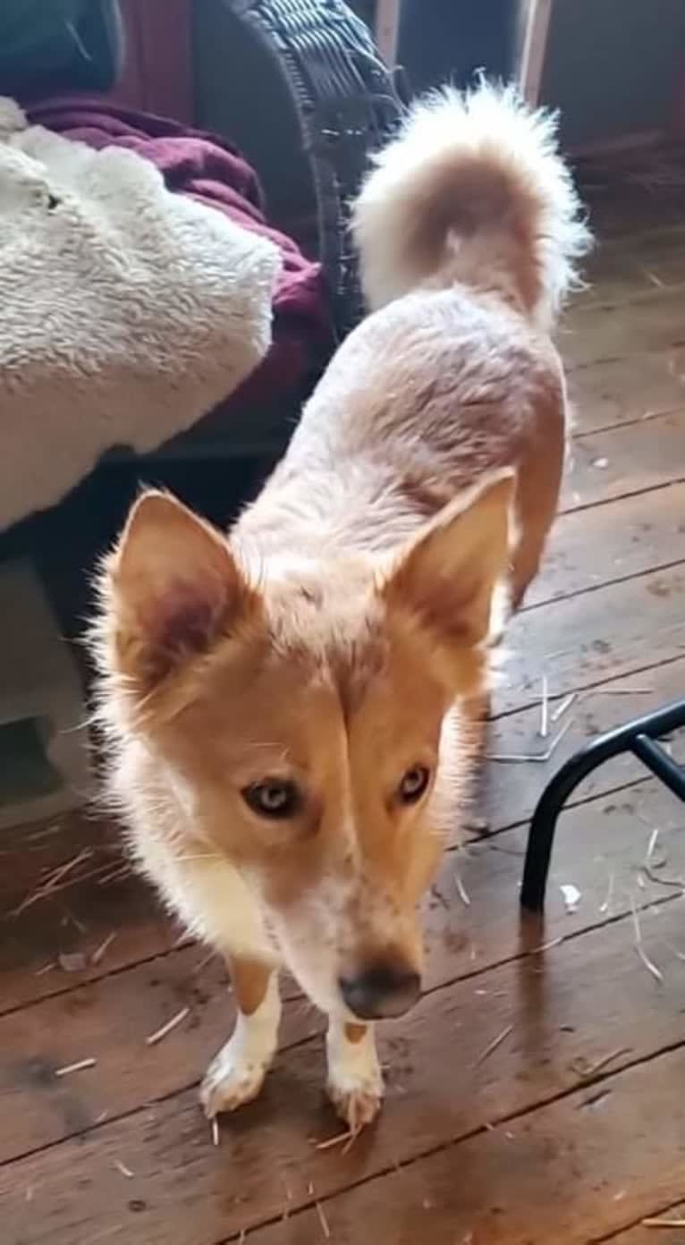 Antosha, an Arabian Village Dog tested with EmbarkVet.com