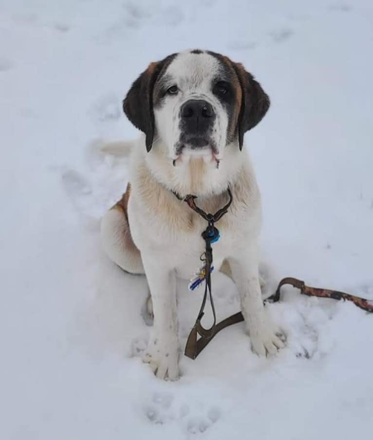 Milhouse "Millie", a Saint Bernard tested with EmbarkVet.com